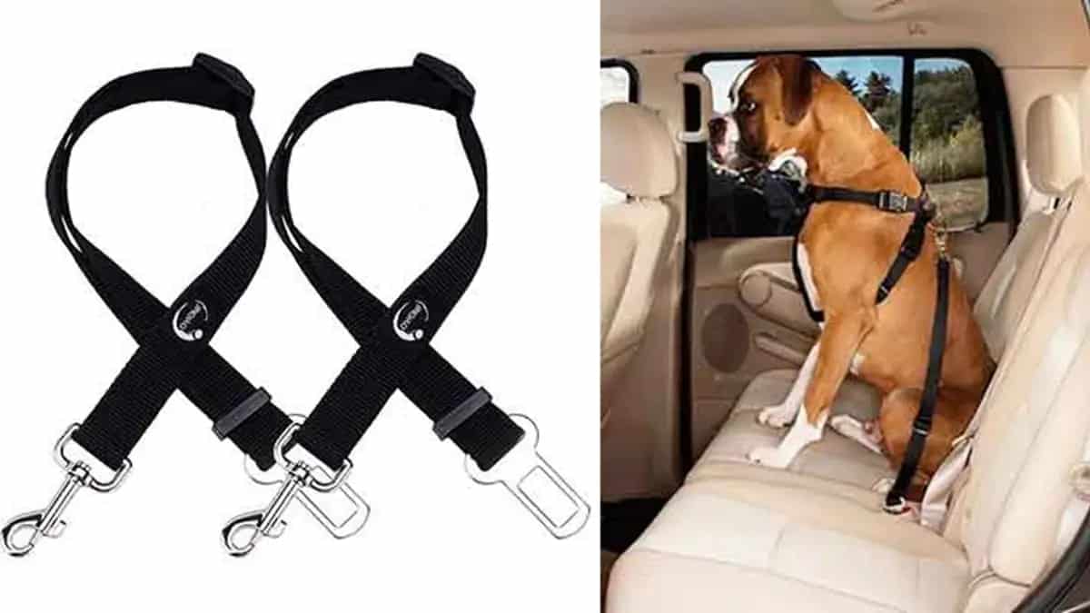 The 5 Best Car Safety Belts for Dogs that Will Protect Your Dog