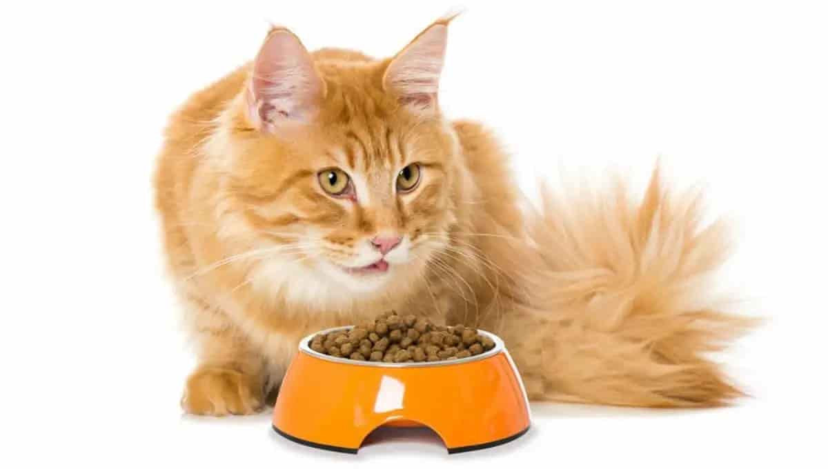 Best dry cat food rich in taste and wellness
