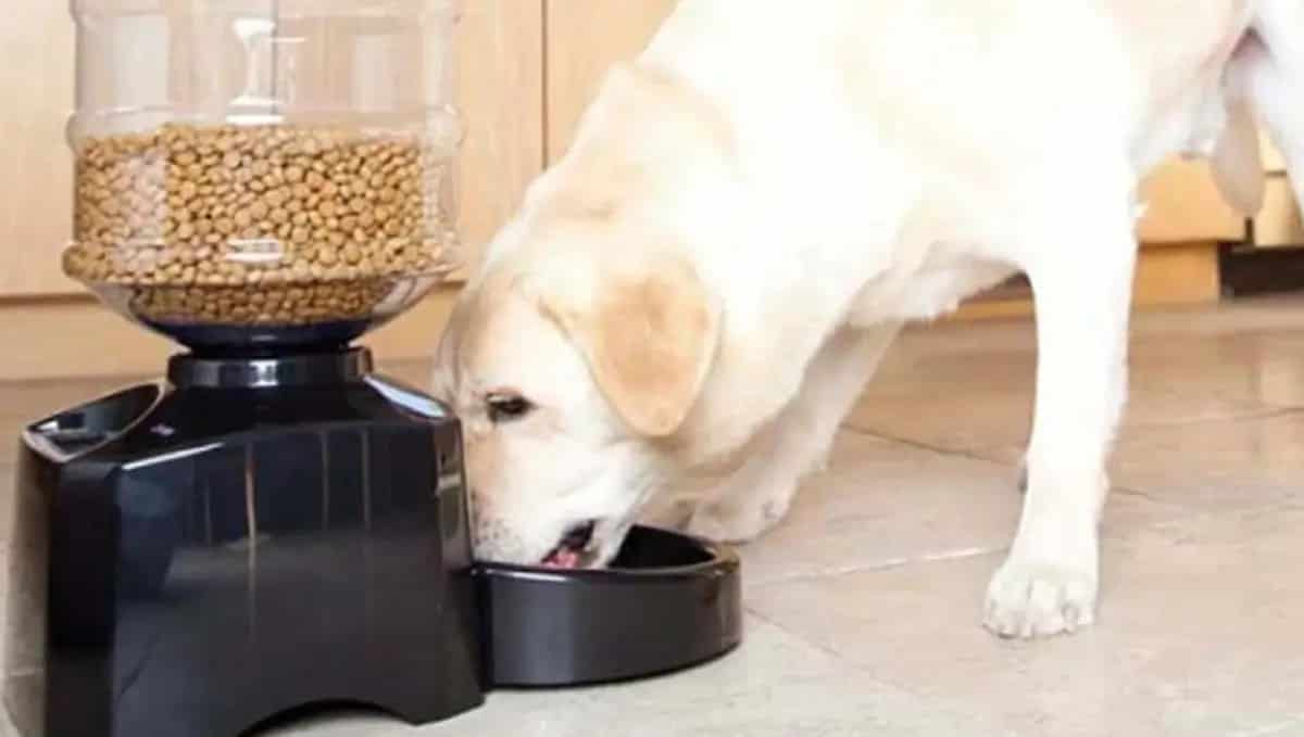 Best Automatic Dog Feeders Review Which One to Buy