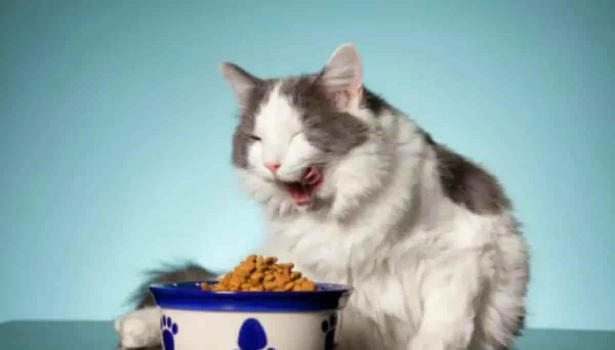The 5 Best Dry Foods for Cats Healthy and Without Artificial Dyes