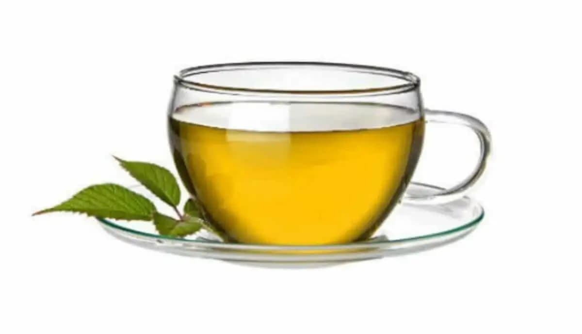 The 6 Best Green Tea brand that Will Power Your Health Quickly