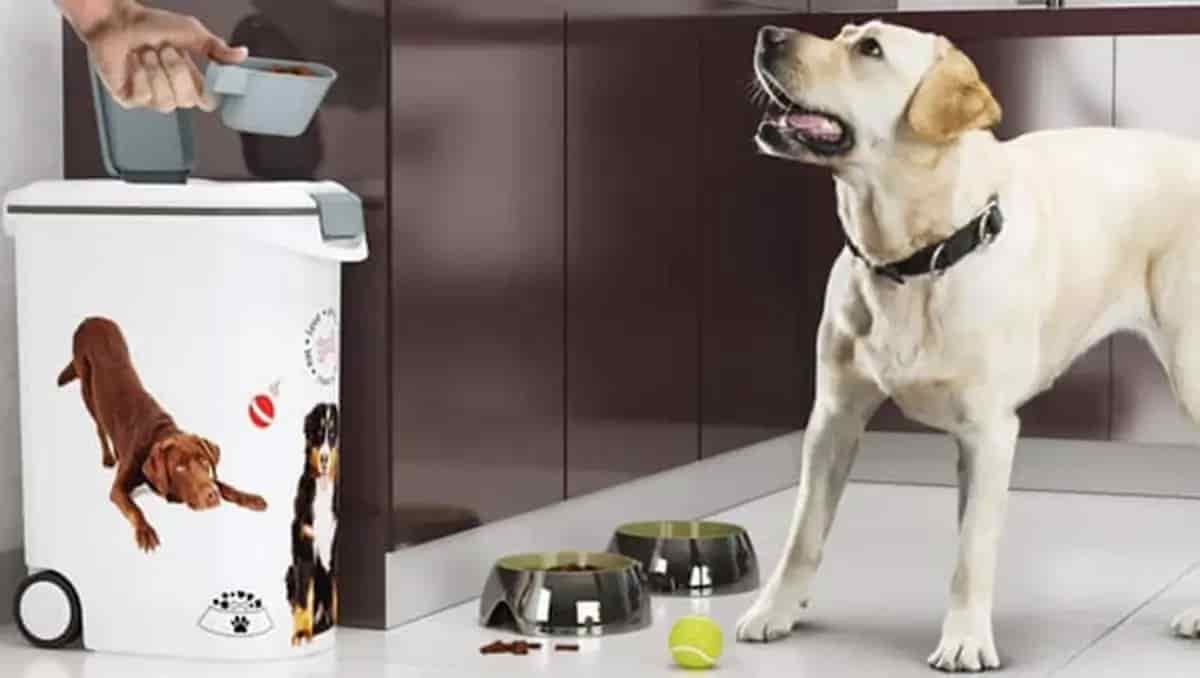 Top 6 best dog food storage container