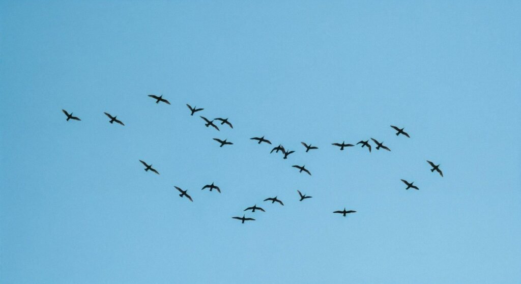 Natural Reasons Birds Fly in Circles (Scientific Perspective)