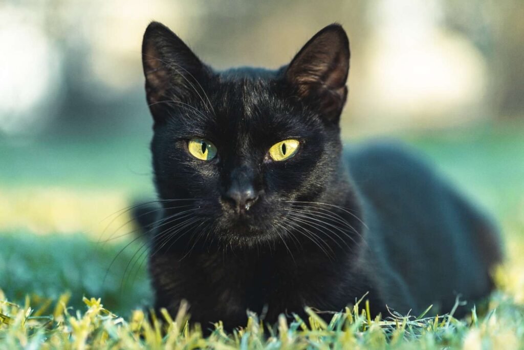Popular Breeds That Feature Black Coats and Green Eyes