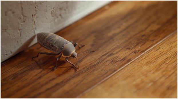 What Attracts Stink Bugs to Flooring?