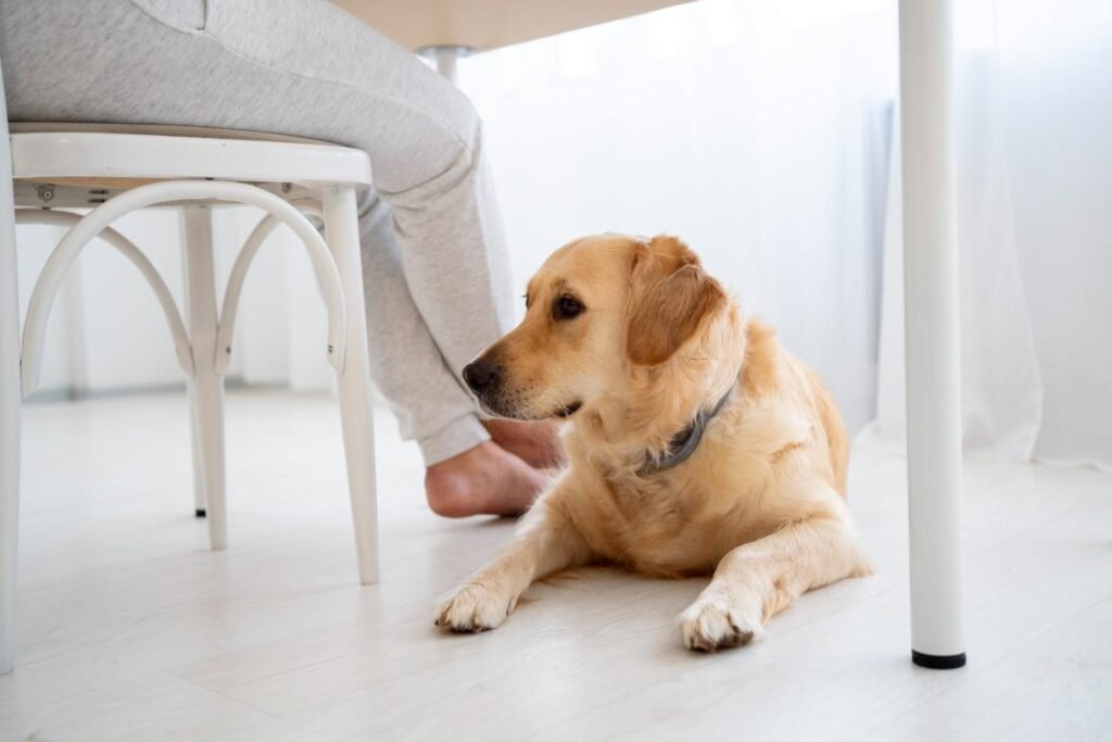 Why Your Dog Licks Your Feet The Real Reasons
