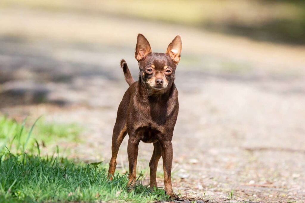 Training and Socialization